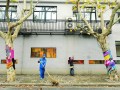 上海:綠化樹毛衣被脫 綠化部門稱與周邊景觀不協(xié)調(diào)